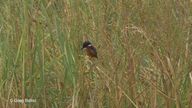 Malachite Kingfisher (Mainland) - ML201794151