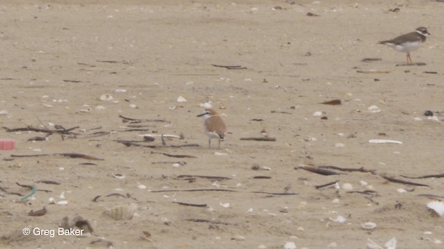 White-fronted Plover - ML201794181