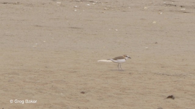 White-fronted Plover - ML201794191