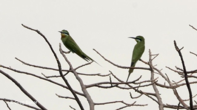 Blue-cheeked Bee-eater - ML201794211