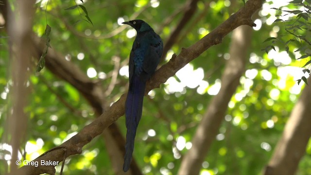 Long-tailed Glossy Starling - ML201794361