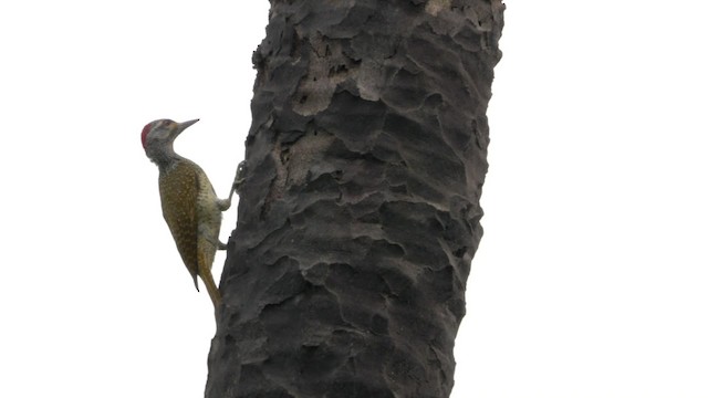 Fine-spotted Woodpecker - ML201794421