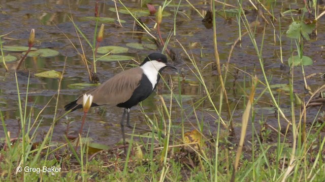 Spur-winged Lapwing - ML201794531