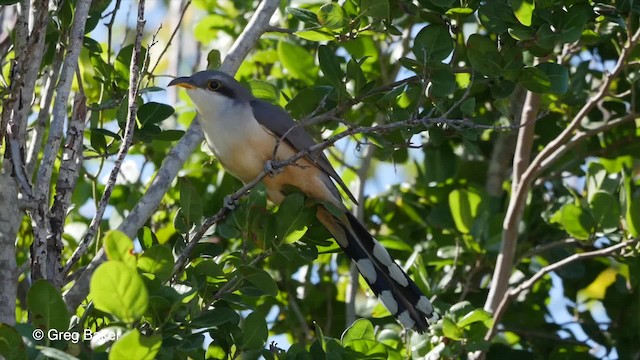 Mangrove Cuckoo - ML201794651