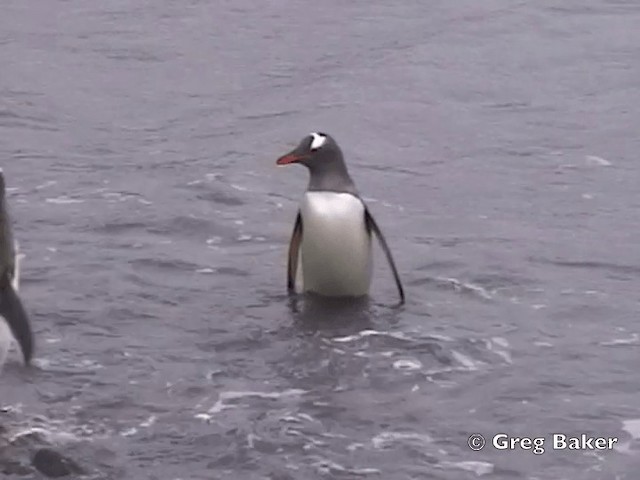 Gentoo Penguin - ML201794811