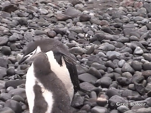 Пінгвін антарктичний - ML201794821