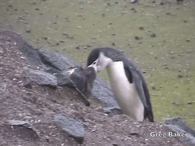 Антарктический пингвин - ML201794831