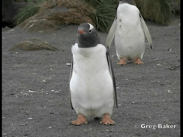 Gentoo Penguin - ML201794961