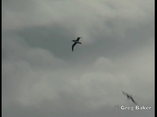 Gray-headed Albatross - ML201795171