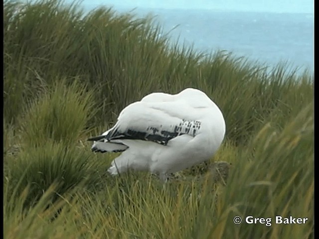 albatros stěhovavý - ML201795231