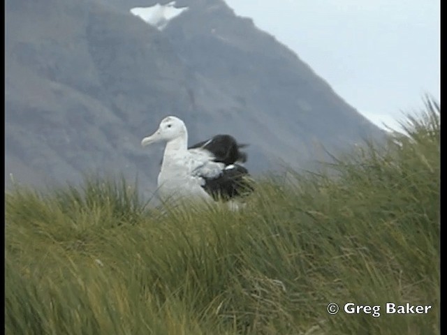 Snowy Albatross - ML201795251