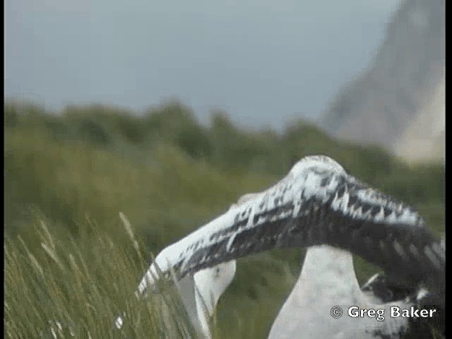 Snowy Albatross - ML201795261