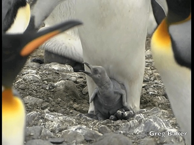 King Penguin - eBird