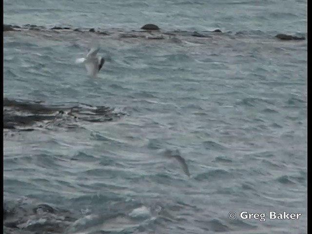 Antarktisseeschwalbe (georgiae) - ML201795351