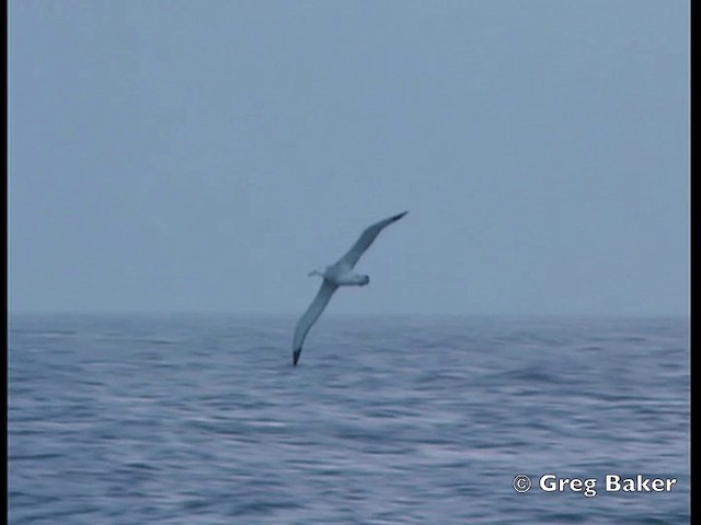 albatros stěhovavý - ML201795381