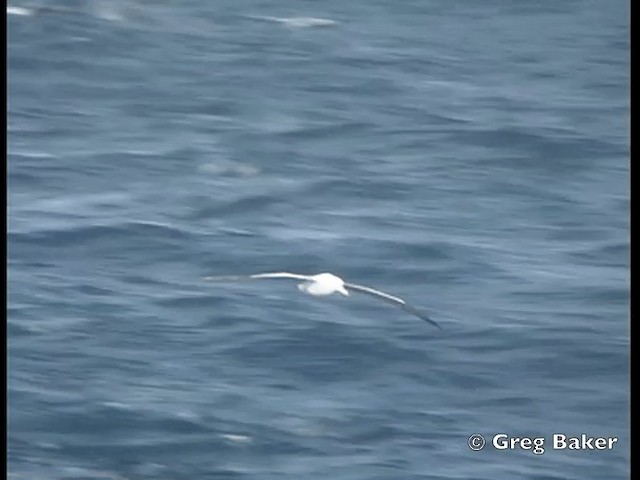 albatros stěhovavý - ML201795421