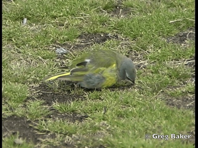  - White-bridled Finch (Falkland)