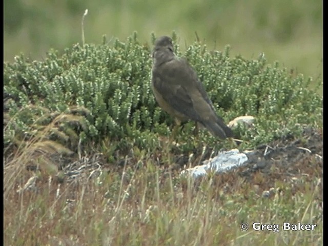 Austral Thrush (Falkland) - ML201795501