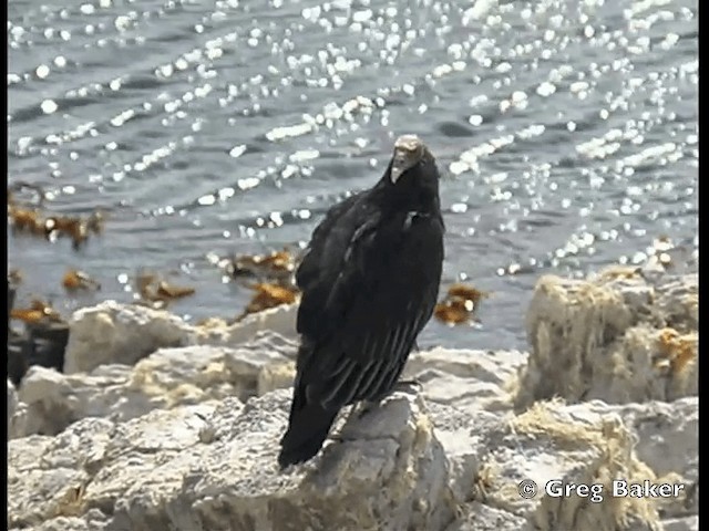 Turkey Vulture (South Temperate) - ML201795541