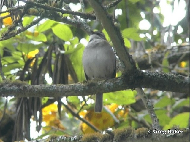 Rufous-collared Sparrow (Rufous-collared) - ML201795931