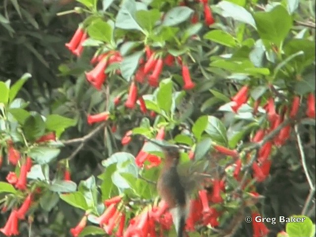 kolibřík velký - ML201795971