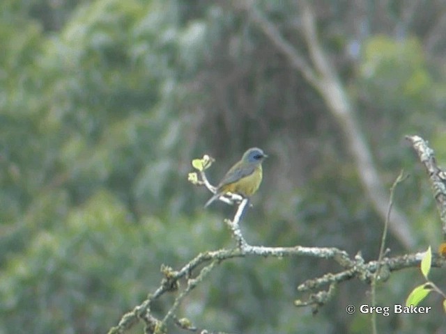Blue-and-yellow Tanager (Green-mantled) - ML201796011