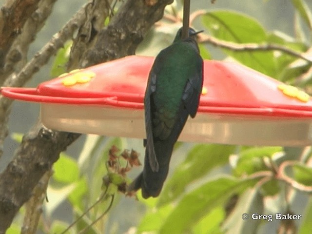 kolibřík modrokřídlý - ML201796111