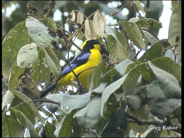 Blue-winged Mountain Tanager (Blue-winged) - ML201796381