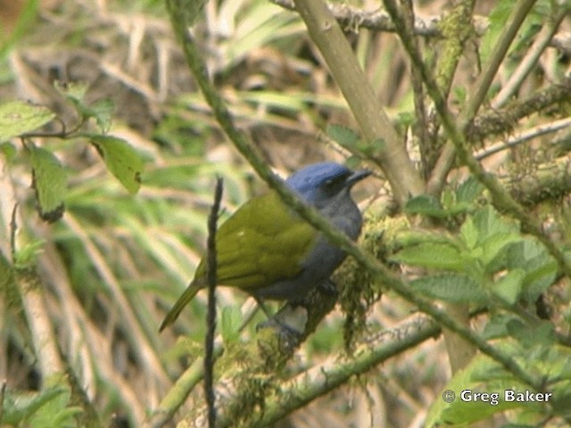Blue-capped Tanager - ML201796431