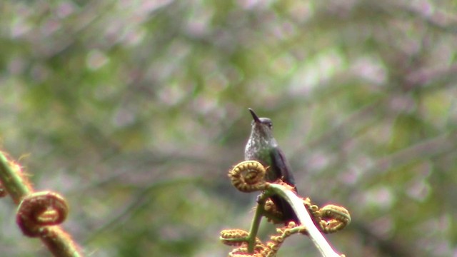 Many-spotted Hummingbird - ML201796481