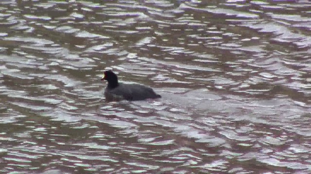 Giant Coot - ML201796731