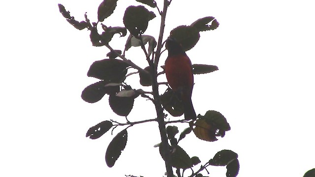 Scarlet-bellied Mountain Tanager - ML201796741