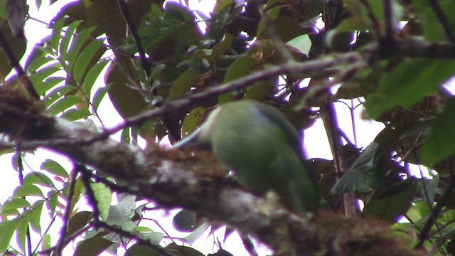 Blue-banded Toucanet - ML201796781