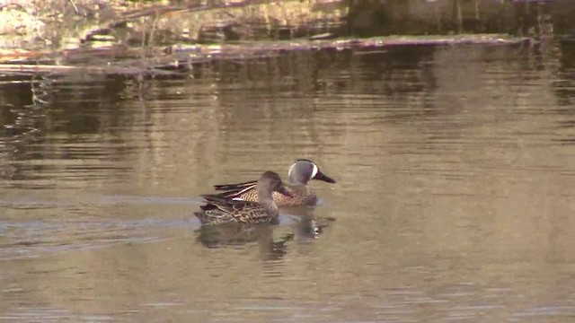 Blue-winged Teal - ML201796941