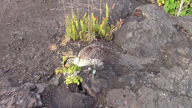 Hawaiian Goose - ML201797001