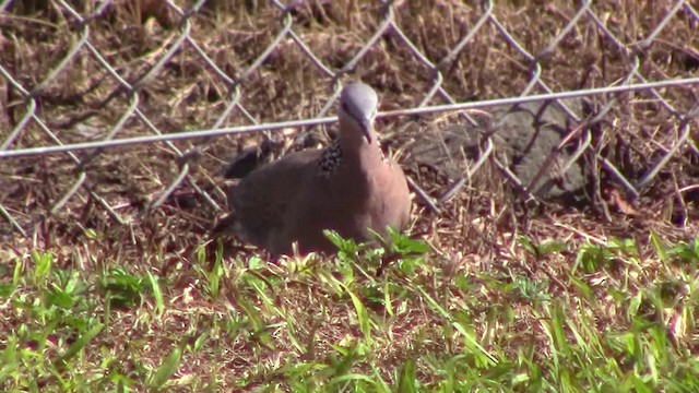 Spotted Dove - ML201797111