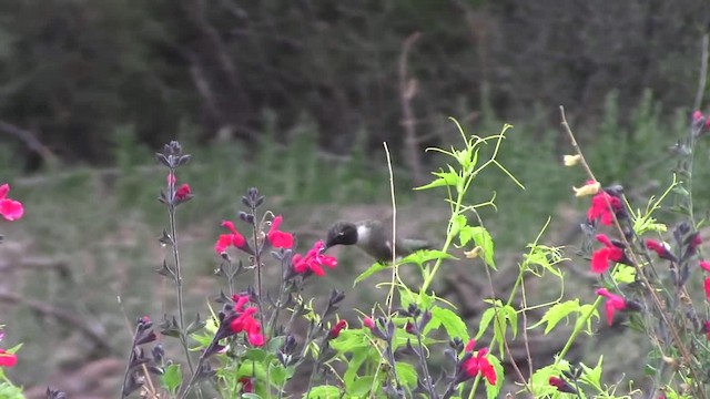 Black-chinned Hummingbird - ML201797181