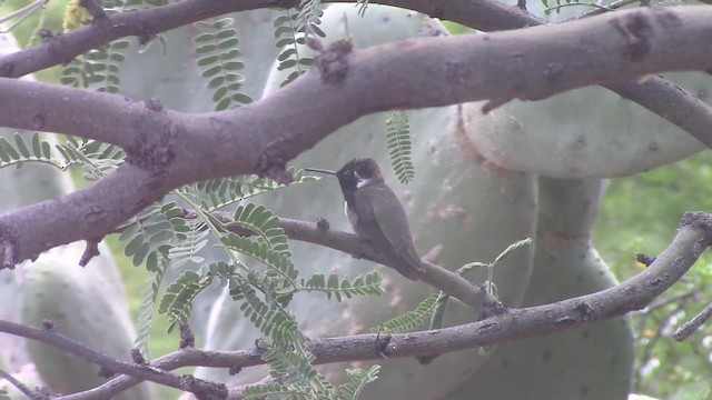 Costa's Hummingbird - ML201797231