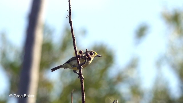 Thick-billed Vireo - ML201797331