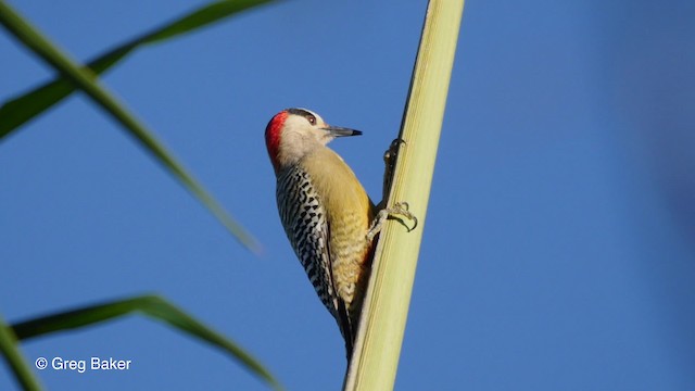 West Indian Woodpecker - ML201797411