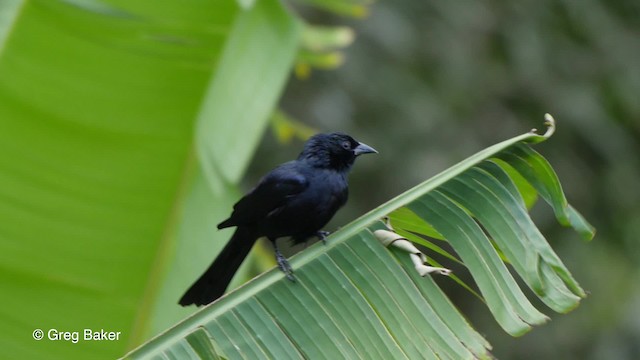  - Cuban Blackbird
