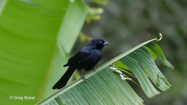 Cuban Blackbird - ML201797541