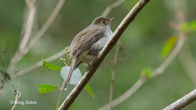  - Cuban Solitaire
