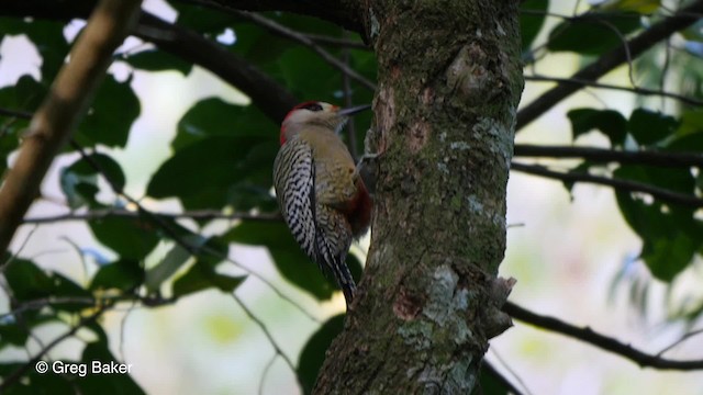 West Indian Woodpecker - ML201797731