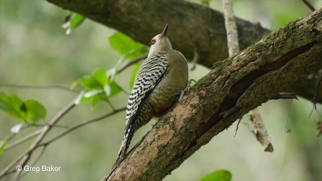 West Indian Woodpecker - ML201797741