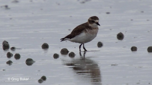 Double-banded Plover - ML201797951