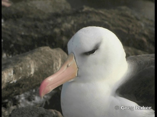 Чернобровый альбатрос (melanophris) - ML201798121