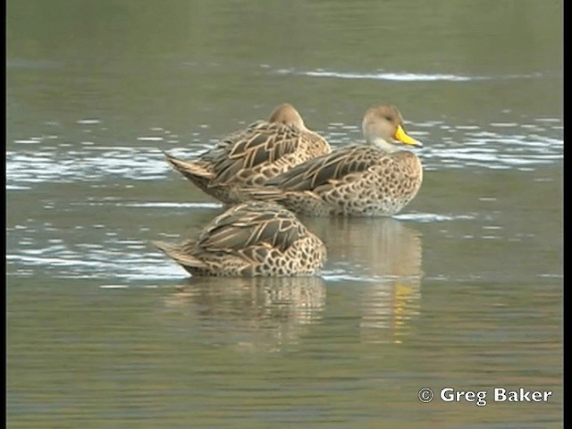 Yellow-billed Pintail (South American) - ML201798261