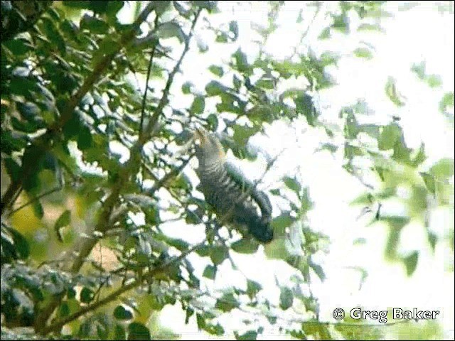 Asian Emerald Cuckoo - ML201798401