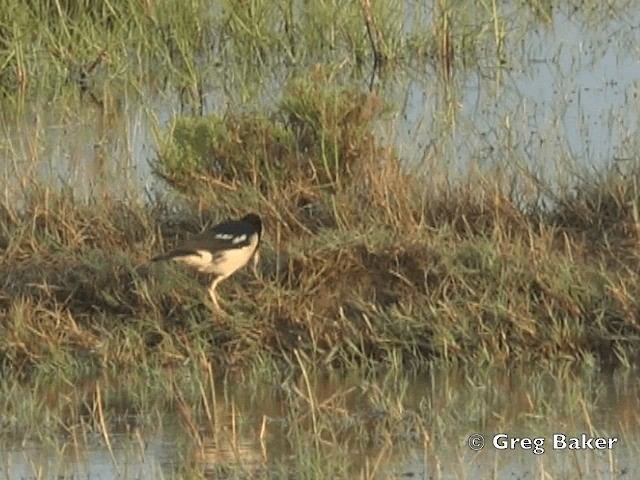 Asian Pied Starling (Asian) - ML201798501